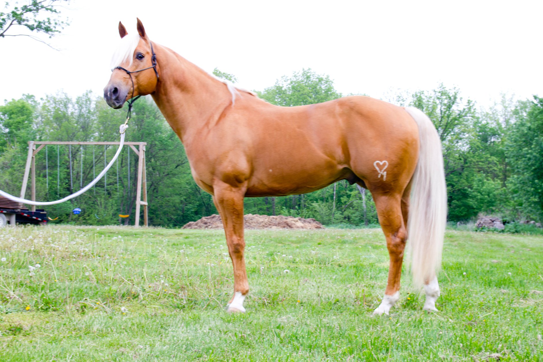 frenchmans buzios stallion