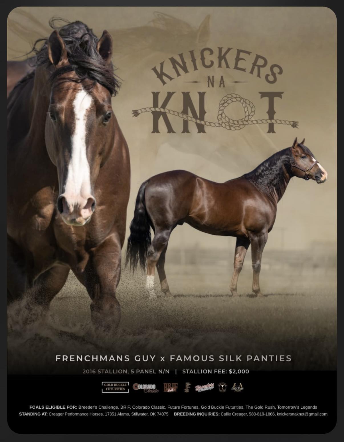 KNICKERS IN A KNOT BRIF STALLION