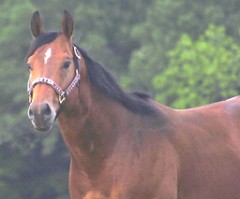 Dashing Chester